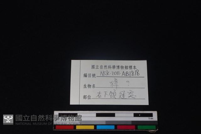獐骨藏品圖，第3張