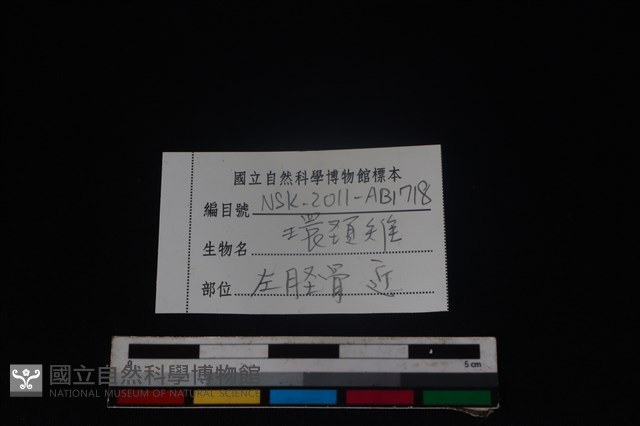 環頸雉骨藏品圖，第3張
