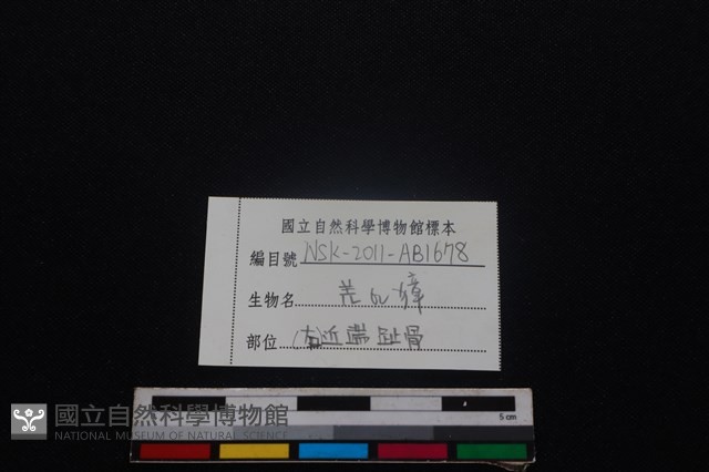 鹿科骨藏品圖，第3張