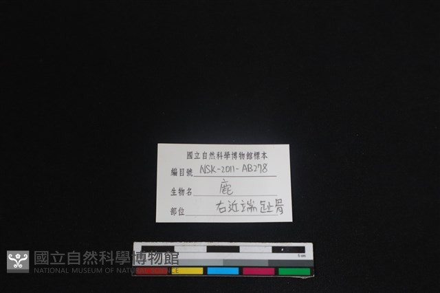 梅花鹿骨藏品圖，第3張