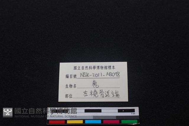 梅花鹿骨藏品圖，第3張