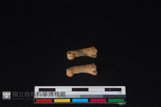 狗骨藏品圖，第3張