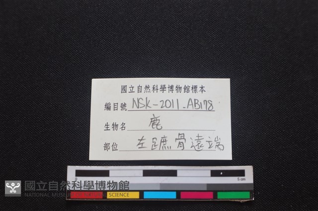 梅花鹿骨藏品圖，第3張