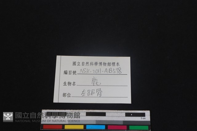 梅花鹿骨藏品圖，第3張