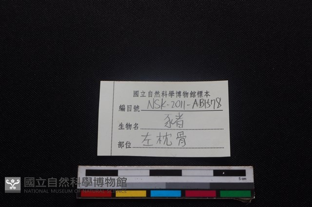 豬骨藏品圖，第3張