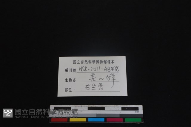 鹿科骨藏品圖，第3張