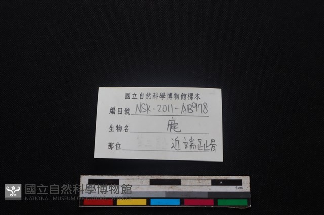 梅花鹿骨藏品圖，第3張