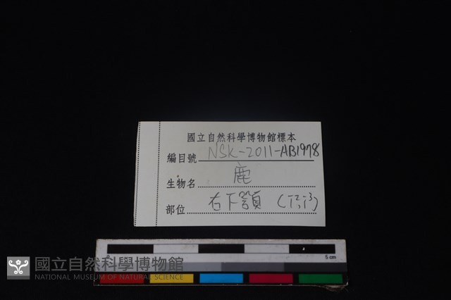 梅花鹿骨藏品圖，第3張