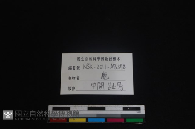 梅花鹿骨藏品圖，第3張