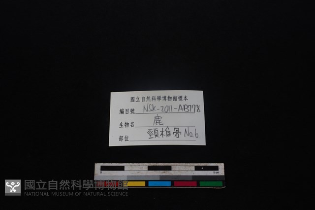 梅花鹿骨藏品圖，第3張