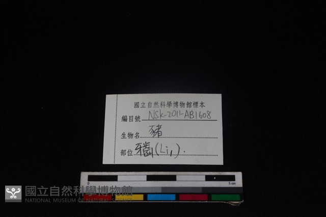 豬骨藏品圖，第3張
