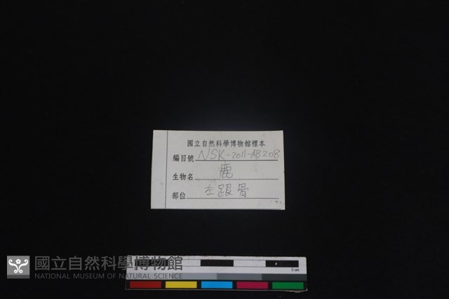 梅花鹿骨藏品圖，第3張