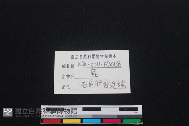 梅花鹿骨藏品圖，第3張