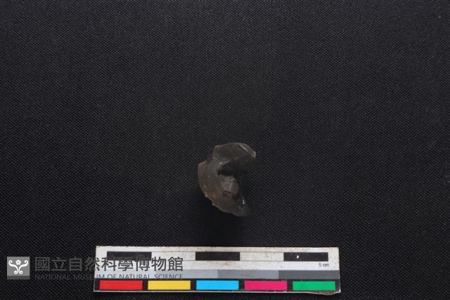 豬骨藏品圖，第3張