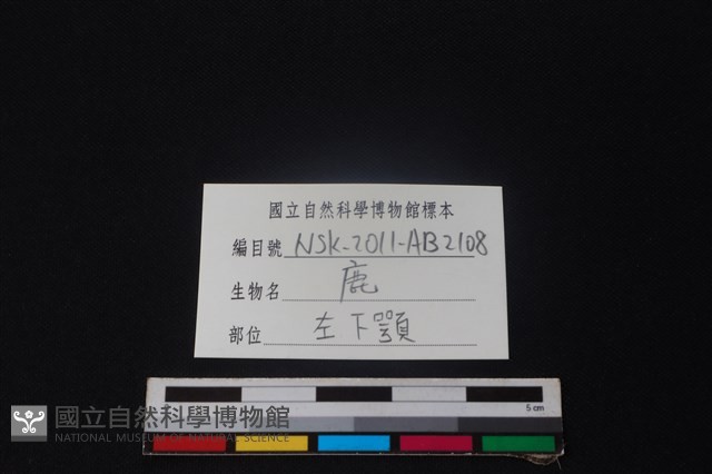 鹿骨藏品圖，第3張
