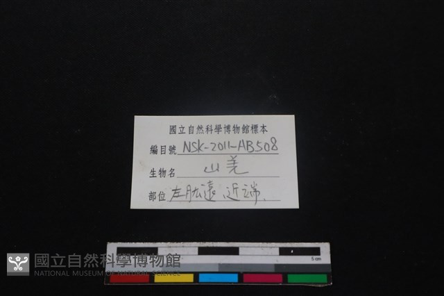 山羌骨藏品圖，第3張