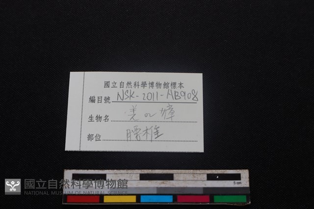 鹿科骨藏品圖，第3張