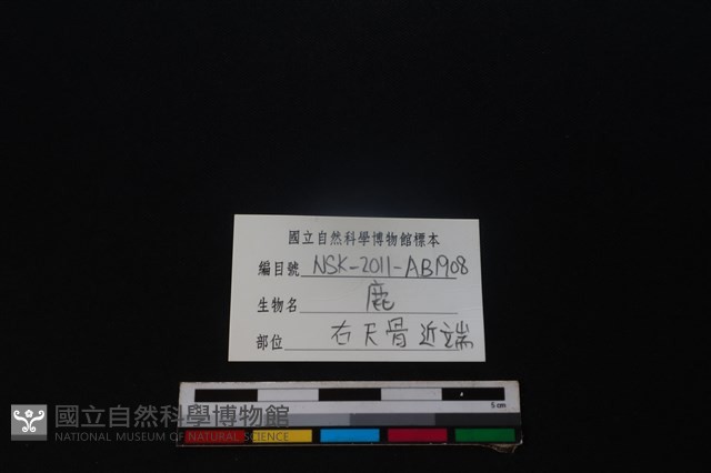 梅花鹿骨藏品圖，第3張