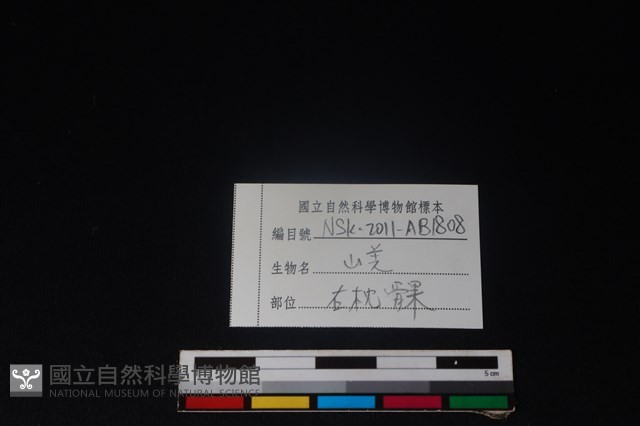 山羌骨藏品圖，第3張