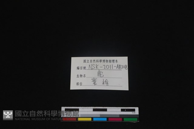 梅花鹿骨藏品圖，第3張