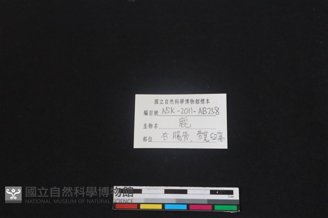梅花鹿骨藏品圖，第3張
