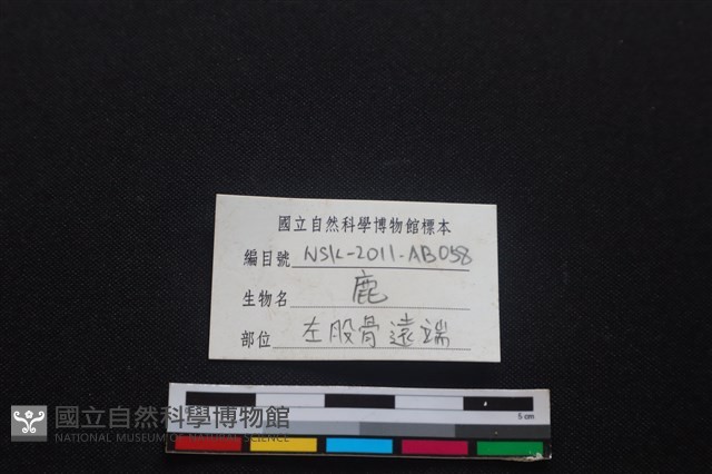 梅花鹿骨藏品圖，第3張