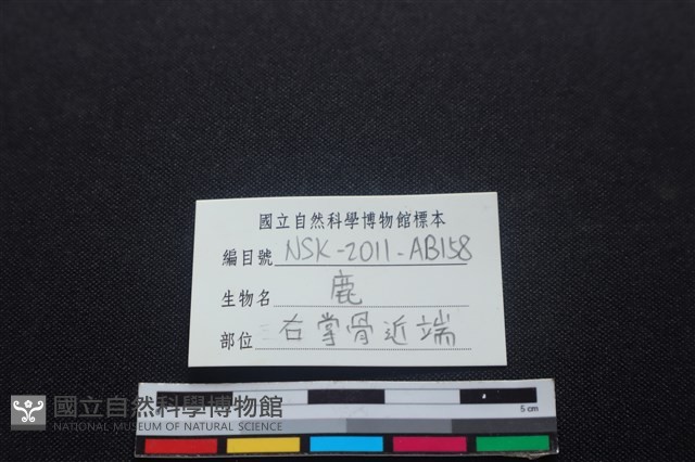 梅花鹿骨藏品圖，第3張