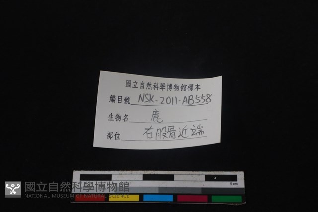 梅花鹿骨藏品圖，第3張