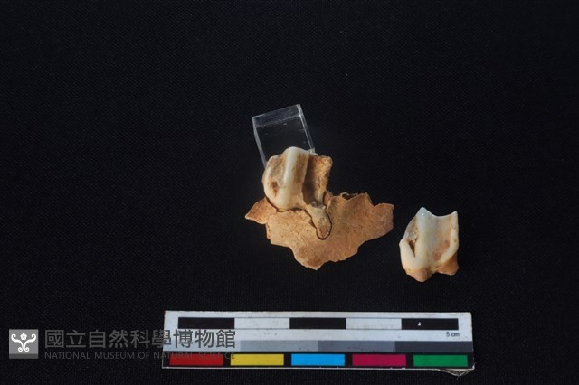 梅花鹿骨藏品圖，第3張