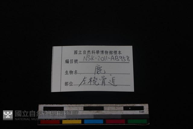 梅花鹿骨藏品圖，第3張