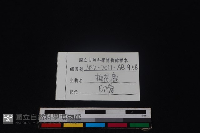 梅花鹿骨藏品圖，第3張