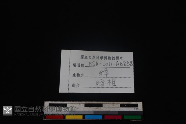 獐骨藏品圖，第3張