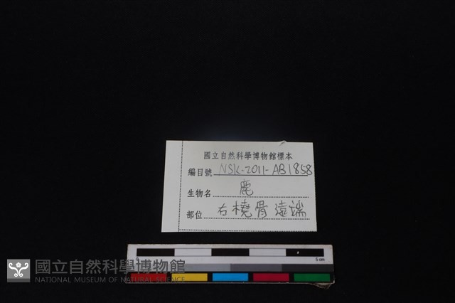 梅花鹿骨藏品圖，第3張