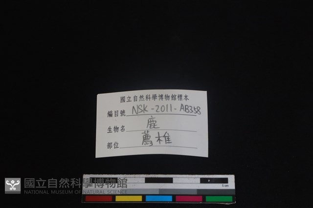 梅花鹿骨藏品圖，第3張