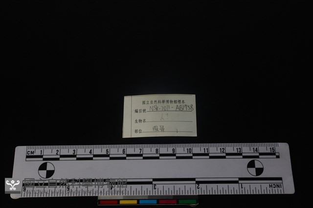 人骨藏品圖，第3張