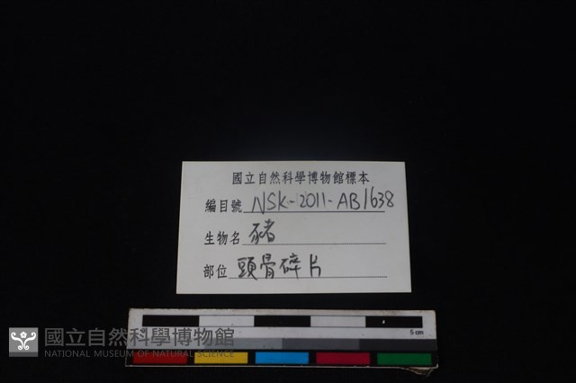 豬骨藏品圖，第3張