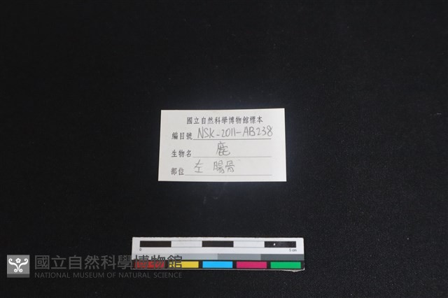 梅花鹿骨藏品圖，第3張
