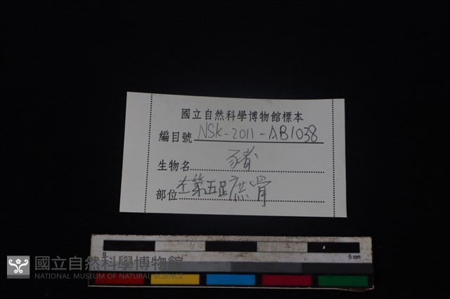 豬骨藏品圖，第3張