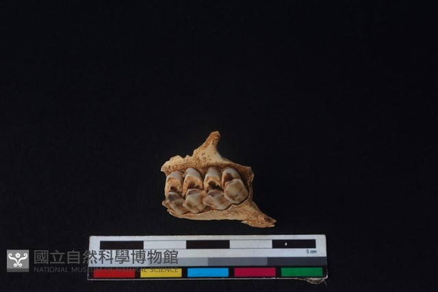 山羌骨藏品圖，第3張