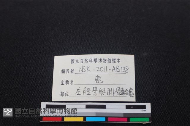 梅花鹿骨藏品圖，第3張