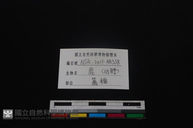 梅花鹿骨藏品圖，第3張