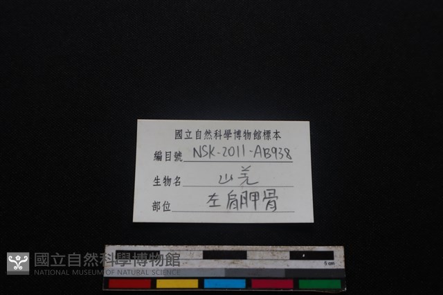 山羌骨藏品圖，第3張
