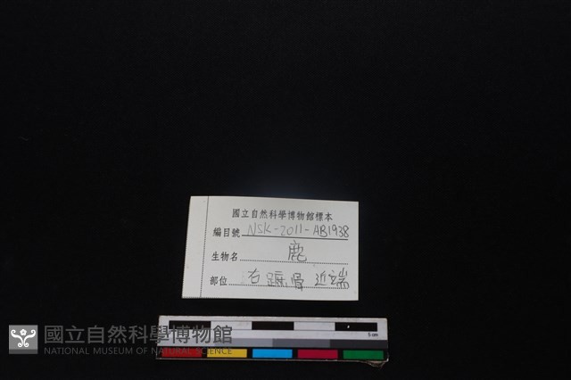 梅花鹿骨藏品圖，第3張
