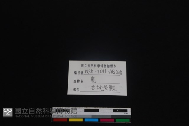 梅花鹿骨藏品圖，第3張