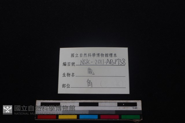 梅花鹿骨藏品圖，第3張