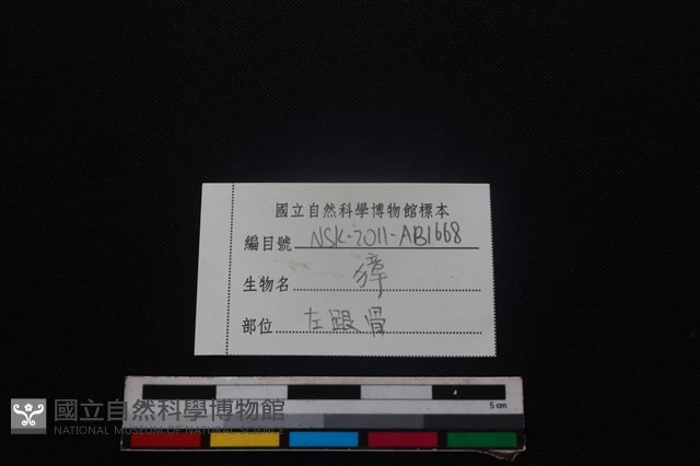 獐骨藏品圖，第3張