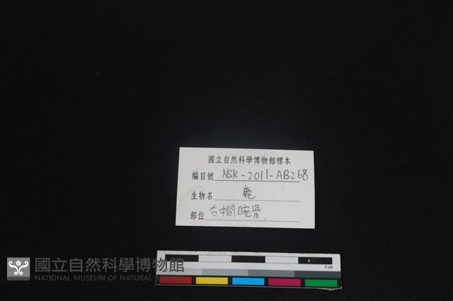 梅花鹿骨藏品圖，第3張