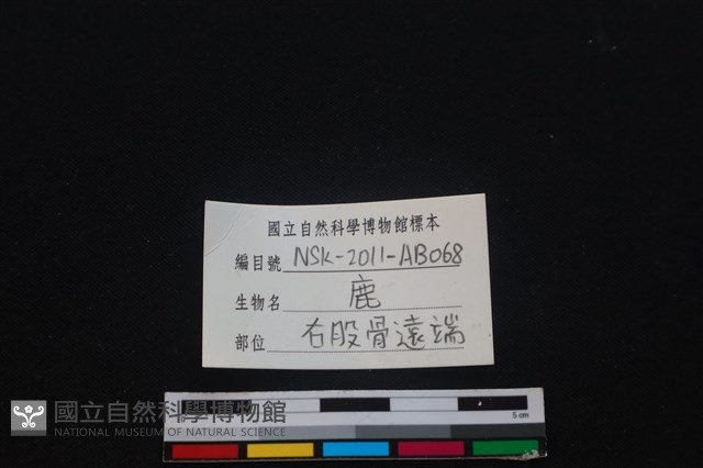 梅花鹿骨藏品圖，第3張