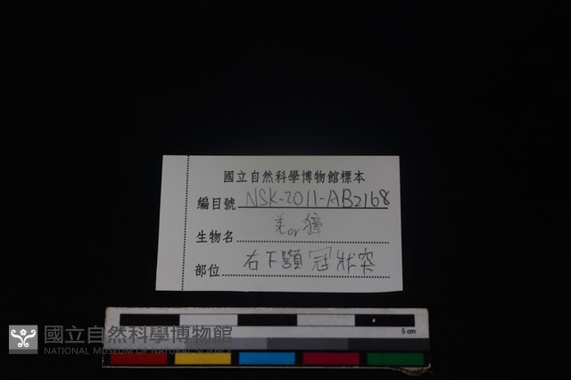 羌或獐骨藏品圖，第3張