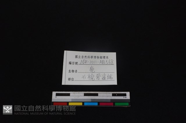 梅花鹿骨藏品圖，第3張